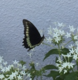 Healing Touch and Cancer Support